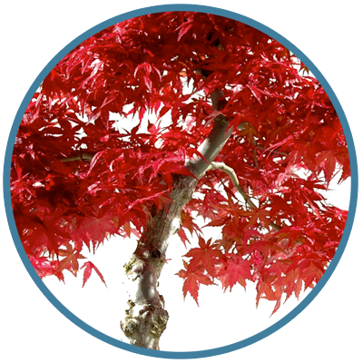 Maple bonsai trees - expert opinion