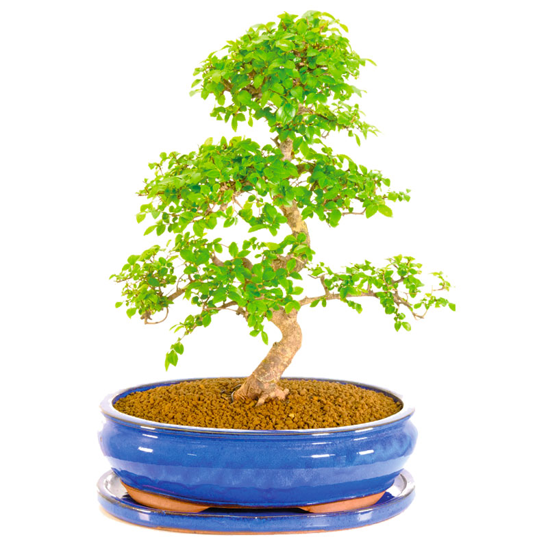 Chinese Elm Bonsai trees for sale - Zelkova or Ulmus parvifolia