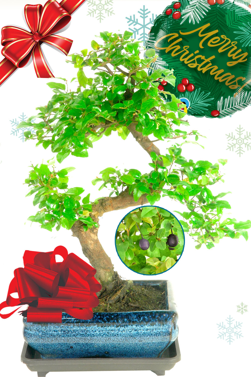 Twisty fruiting Chinese Sweet Plum bonsai Christmas gift with FREE delivery
