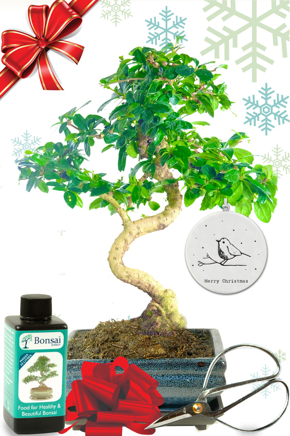 Flowering Fukien Tea Tree Christmas gift