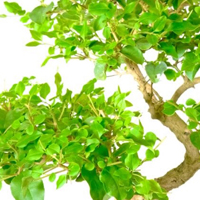 Ligustrum