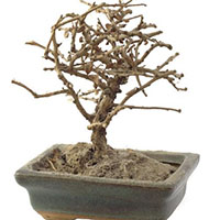 Dead looking bonsai tree