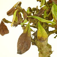 Black tips to the leaves of your bonsai tree