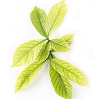 Yellowing leaves on a bonsai tree