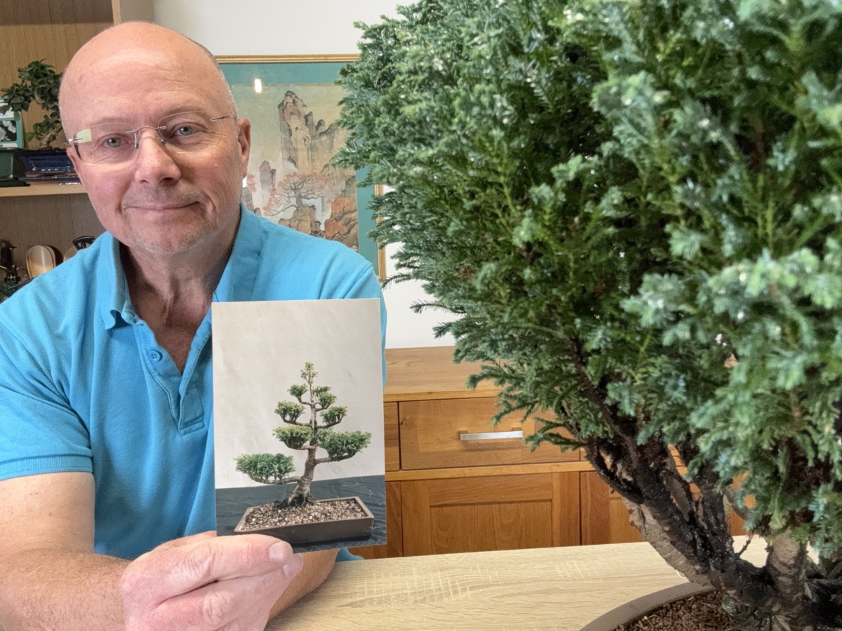 Lloyd's Lawston Cypress - Throwback