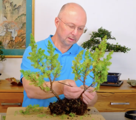 Styling a Christmas Bonsai Tree - pruning, wiring and potting