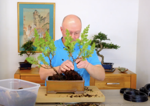 Potting this Christmas bonsai tree gift