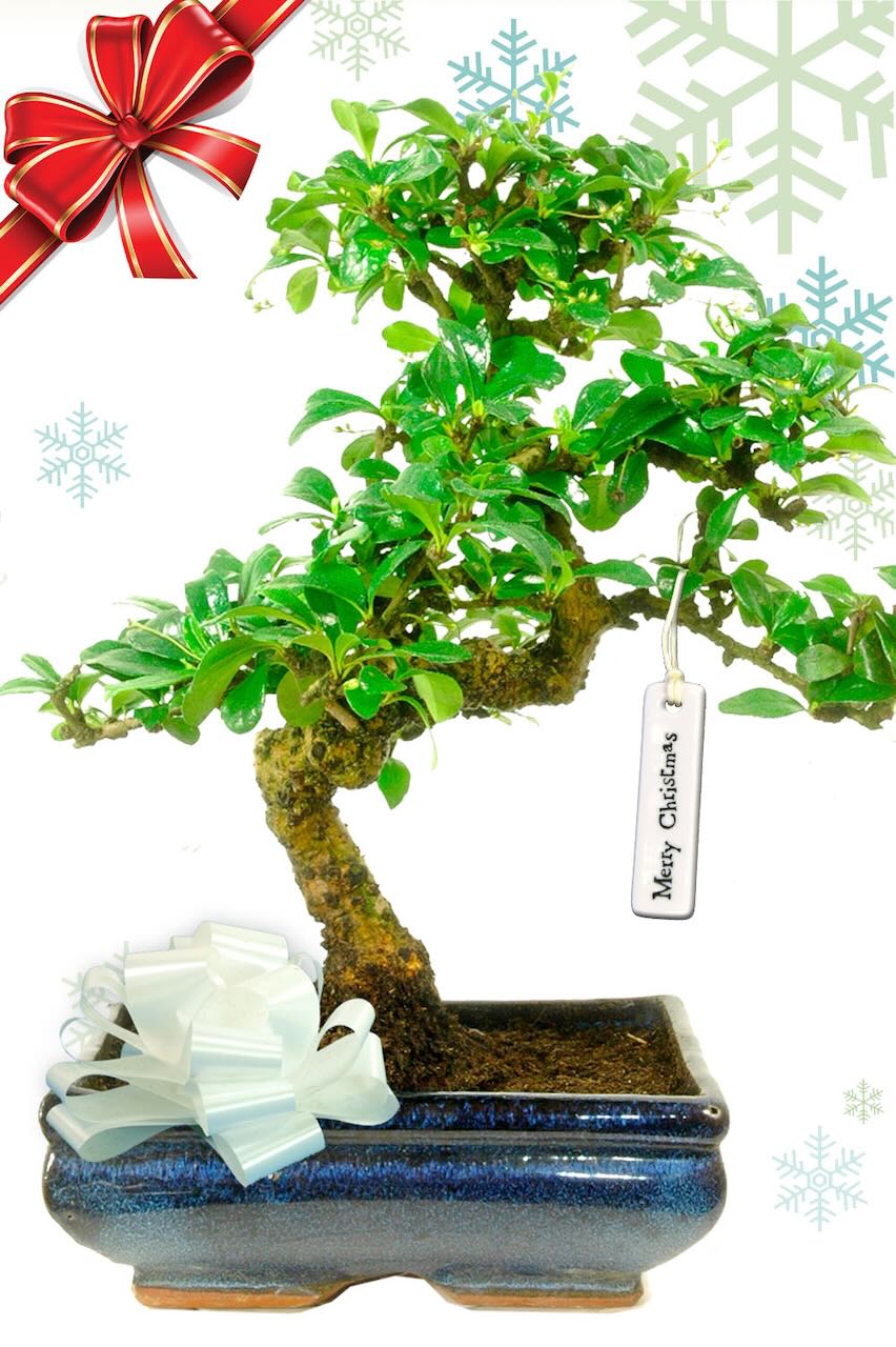 Twisty flowering Fukien Tea Tree Christmas bonsai tree gift