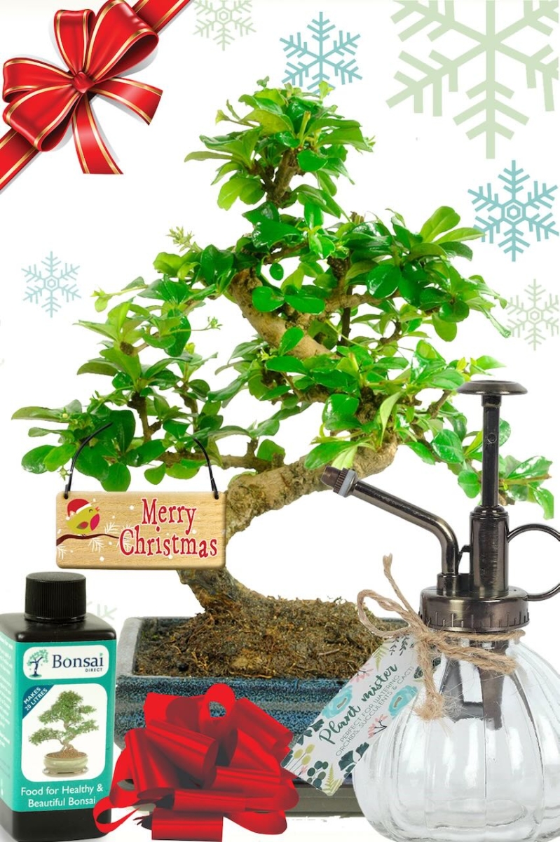 Pretty flowering Christmas bonsai kit with bonsai mister