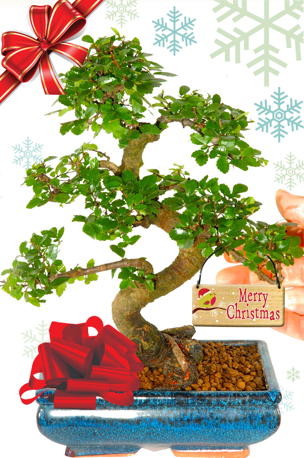 Twisty & twiggy Chinese Elm Easy Care Beginners Indoor Bonsai Christmas gift
