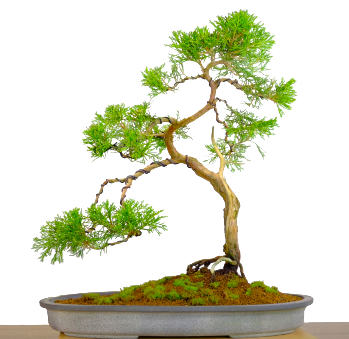 Chinese Juniper Bonsai Tree after wiring and styling & repotting