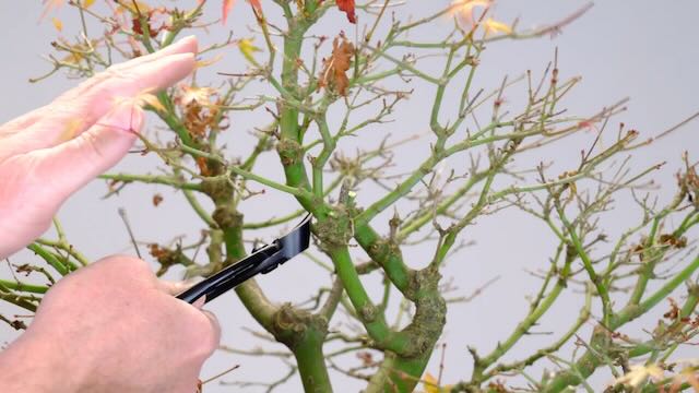 Removing branches from this Japanese Maple bonsai tree