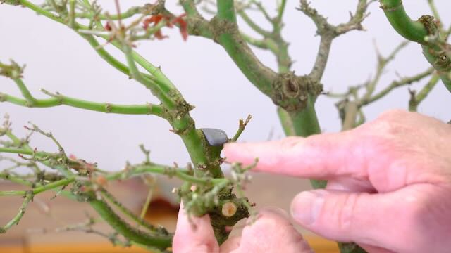 Applying some sealant to the wound