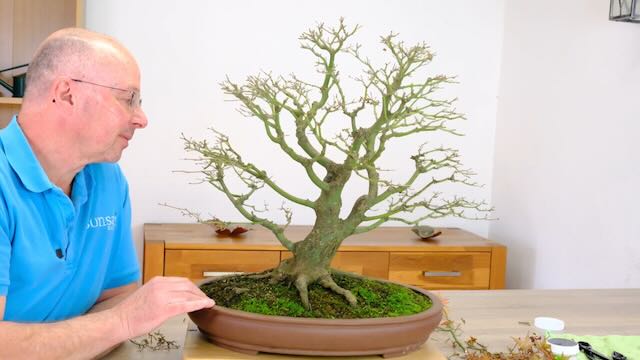 After the structural pruning o this Japanese Maple bonsai tree