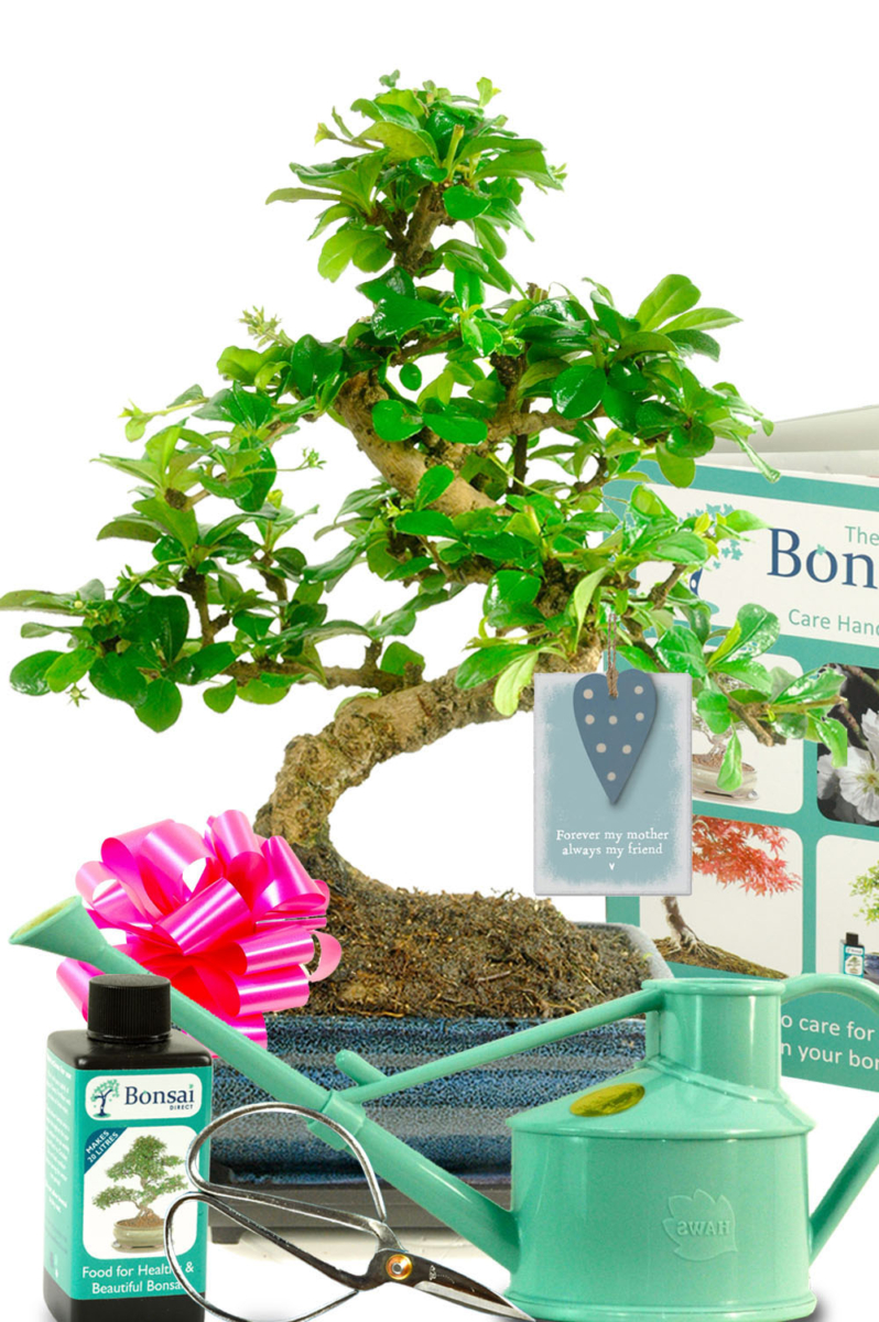 Flowering comprehensive Mothers day bonsai tree kit for sale with accessories