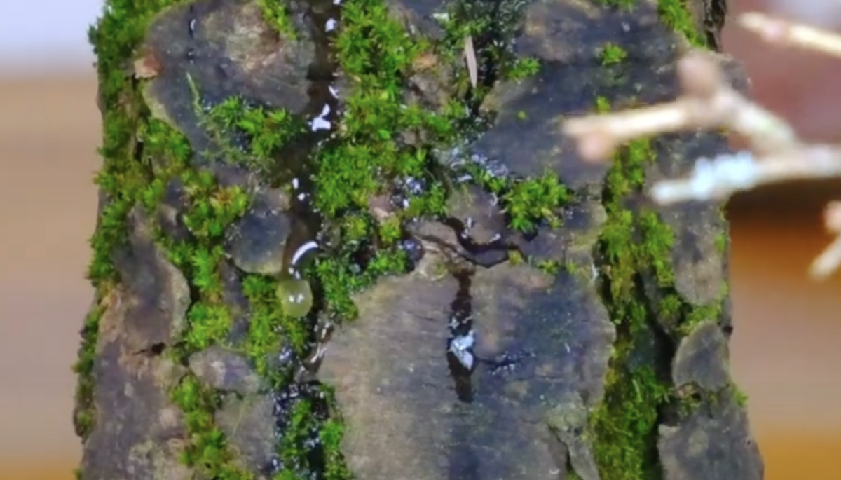 Close up of the mossy bark of this Larch Bonsai Tree. Highlighting the natural aged cragginess.