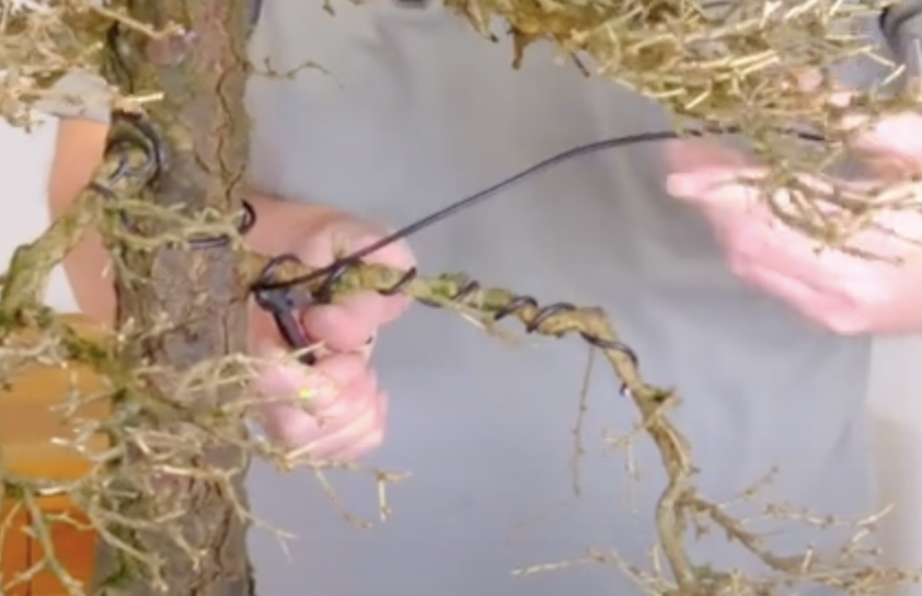 Close up of Lloyd applying bonsai wire to the branch of this larch bonsai tree