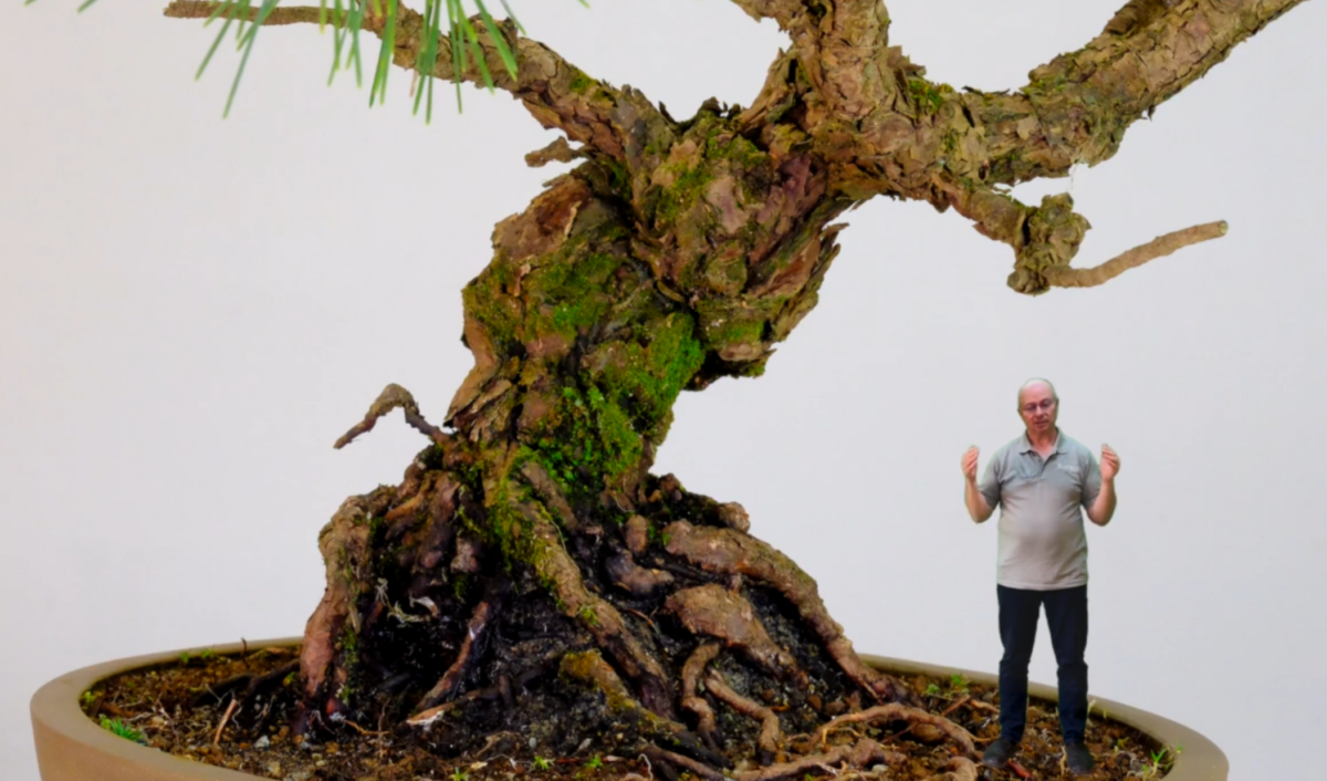 Japanese Black Pine bonsai tree styling