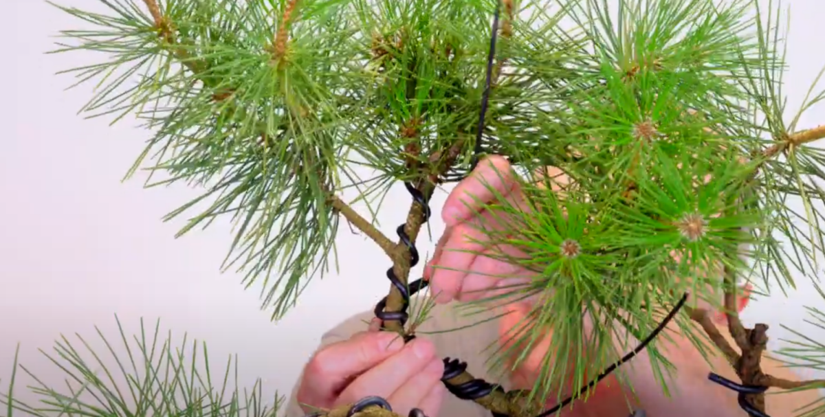 Close up of Lloyd wiring this 60 year old Japanese Black pine bonsai tree