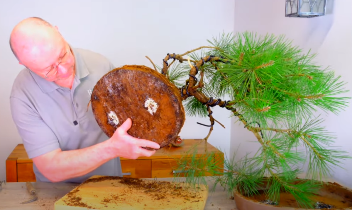 Looking at the roots of this Black pine bonsai