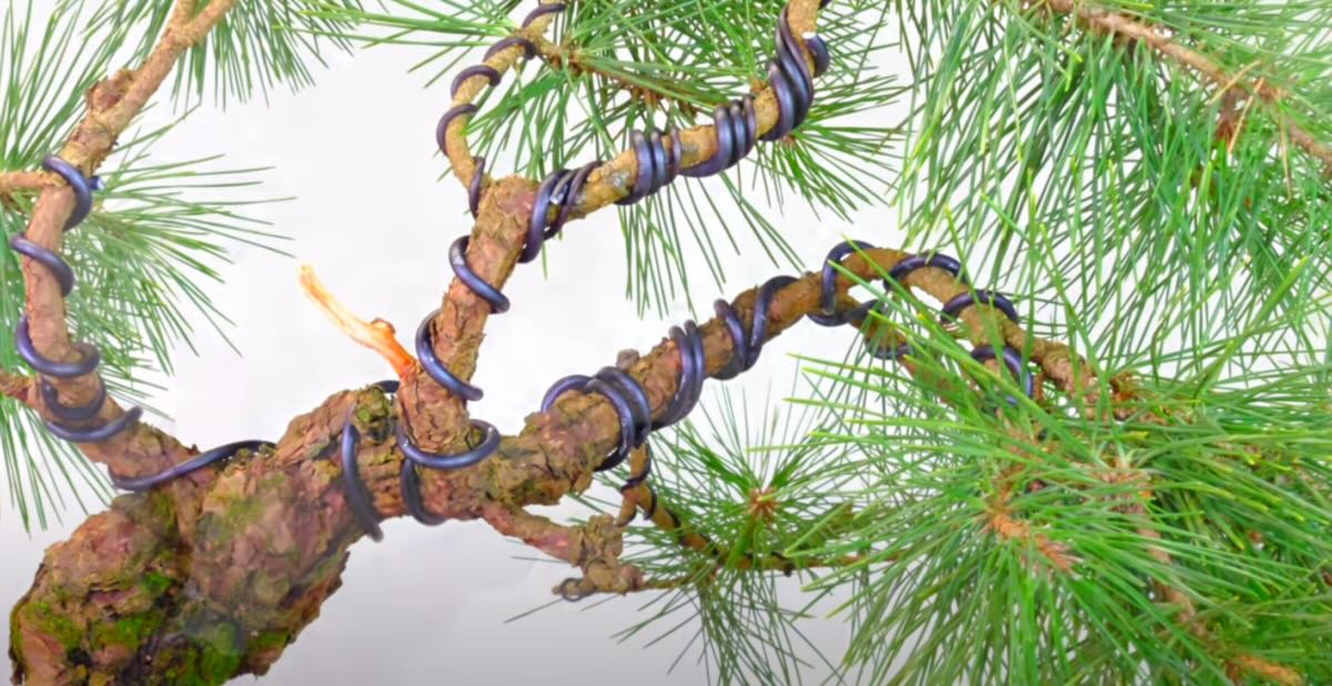 Close up of the wiring on Japanese Black Pine