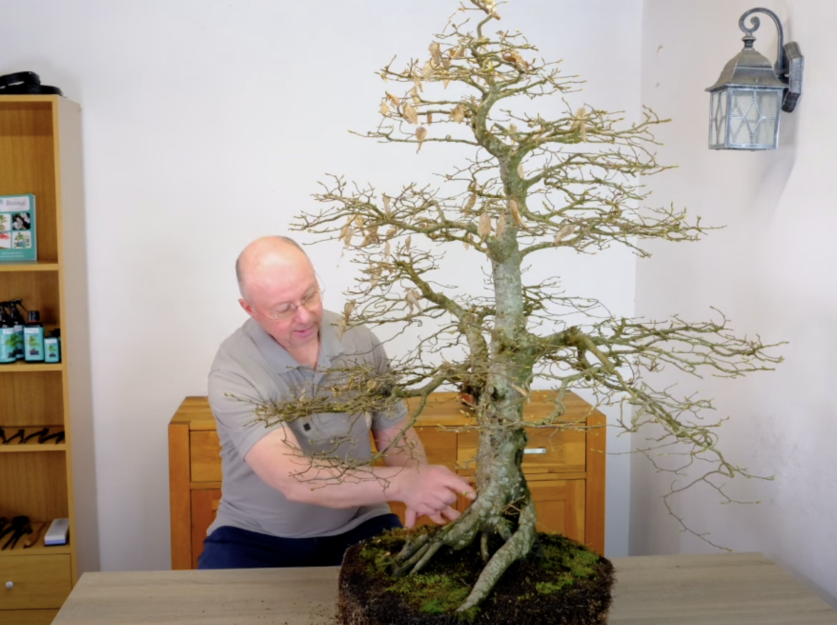 The hornbeam bonsai has been removed from its pot