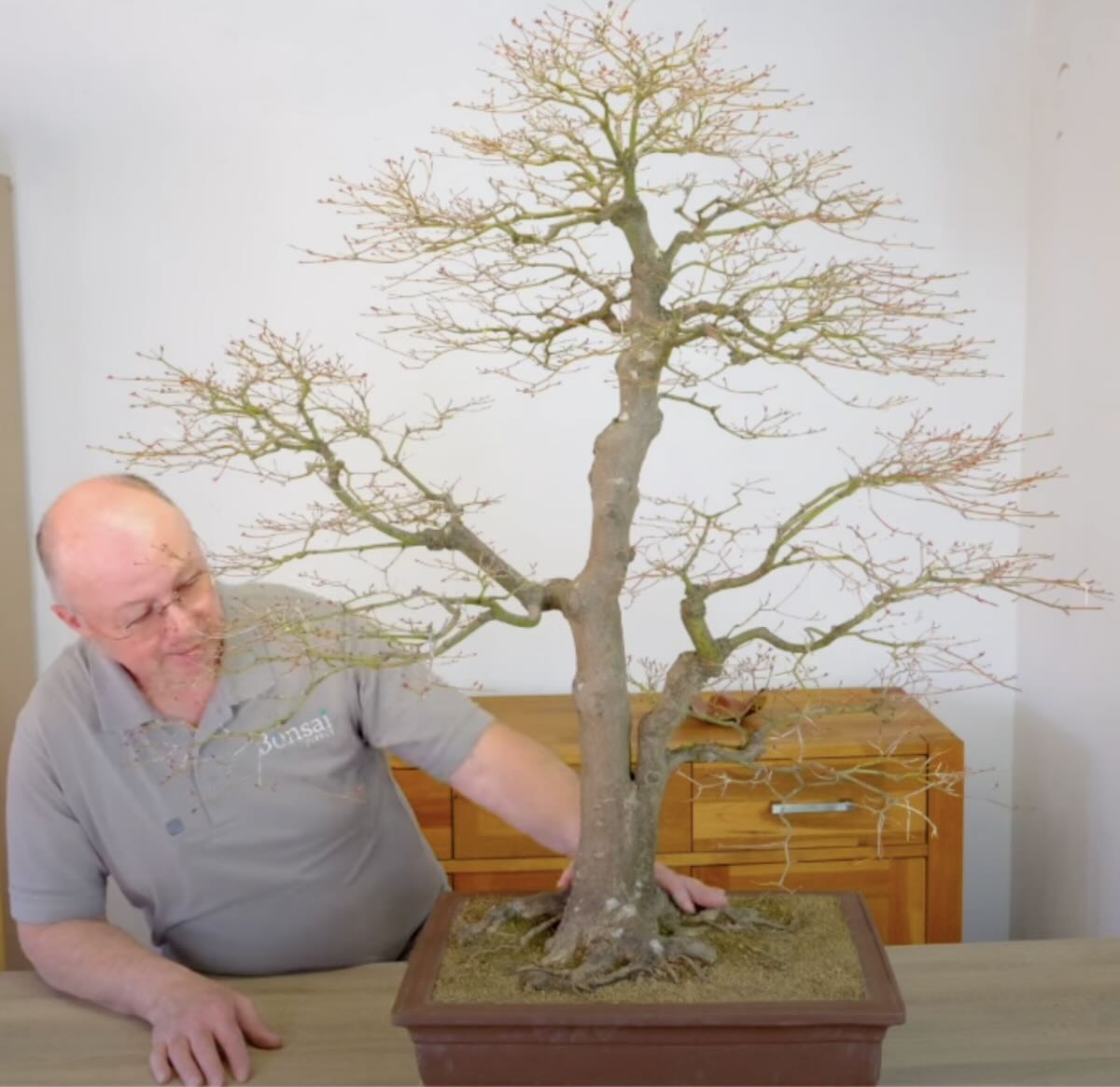 110 year old Japanese Maple bonsai | Repotting & Pruning with the Expert