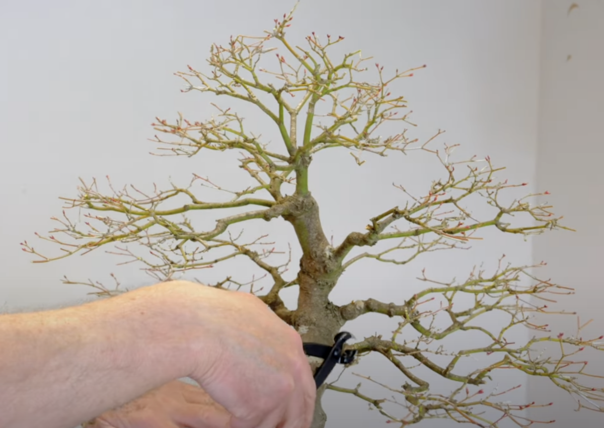Pruning with very large Japanese Acer bonsai tree