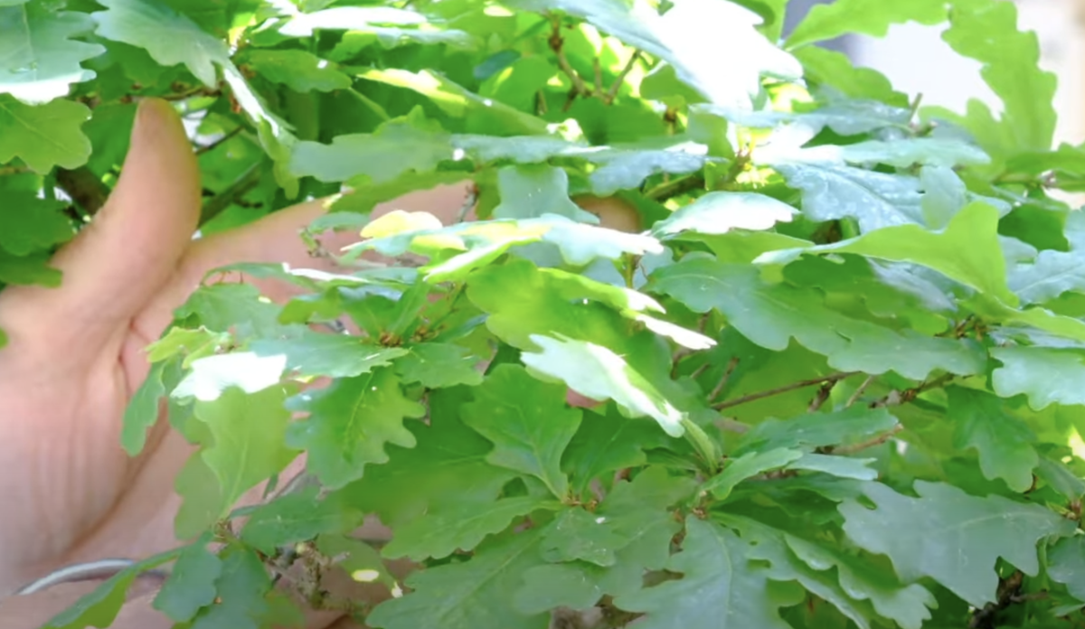 Close up of the beautiful lobed leaves of this 30 year old English Oak Bonsai - Quercus robur