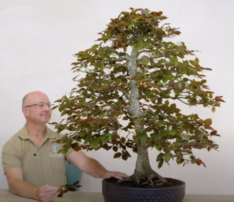 Bonsai expert Lloyd Noall with this magnificent 60 year old Purple Beech bonsai tree