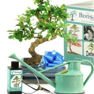 Indoor bonsai tree kit for sale