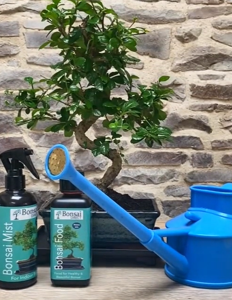 How to feed a bonsai tree