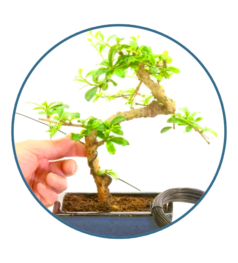 Anchor the wire abound the trunk prior to wiring the branches for stability