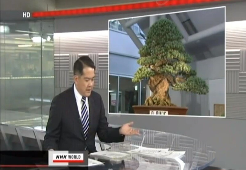 Most expensive bonsai