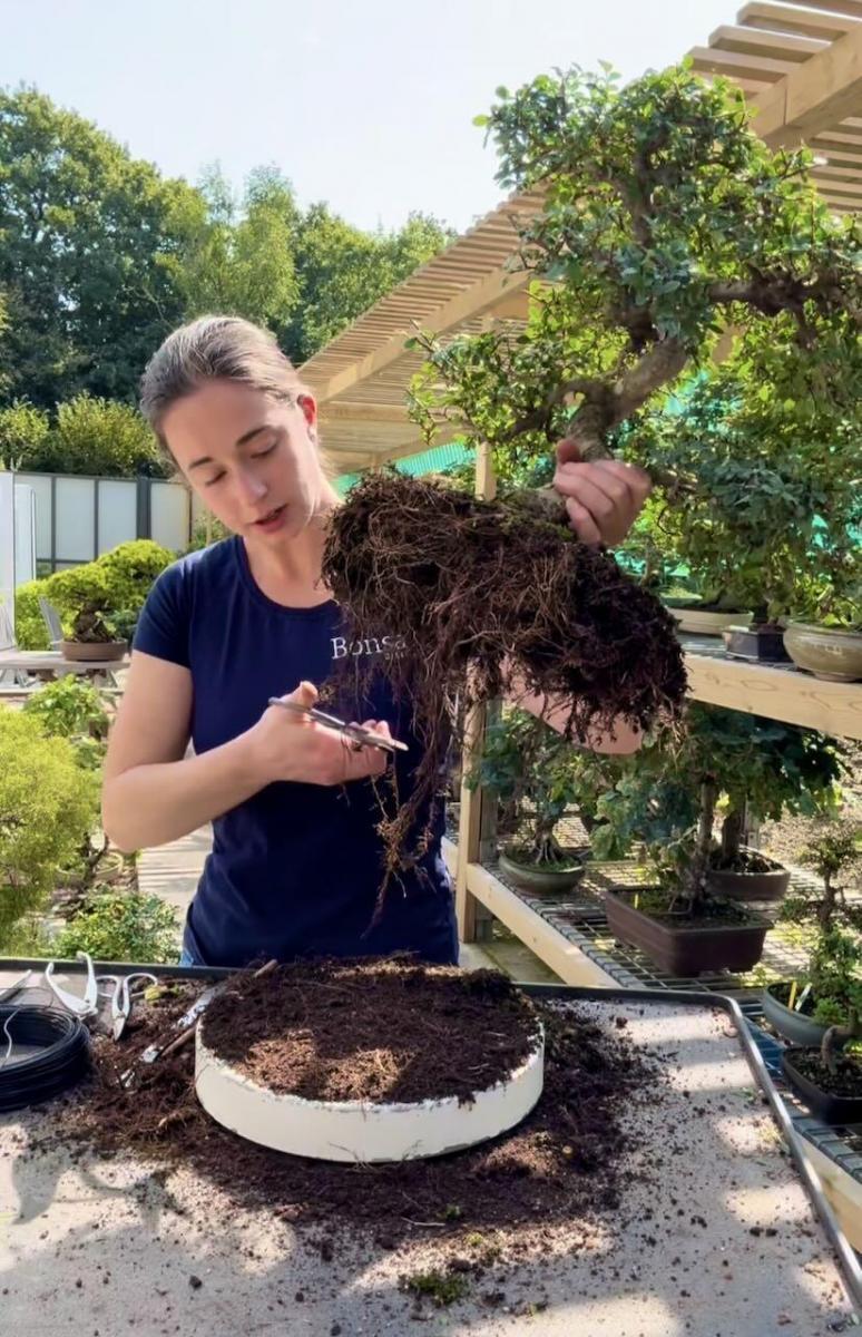 Holly shows us how to prune back the roots/ root prune this Chinese Elm bonsai tree