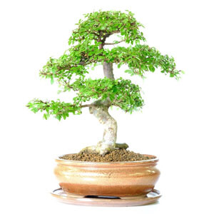Chinese Elm Bonsai tree
