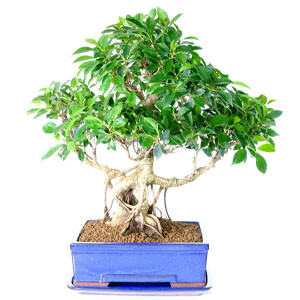 Ficus bonsai tree