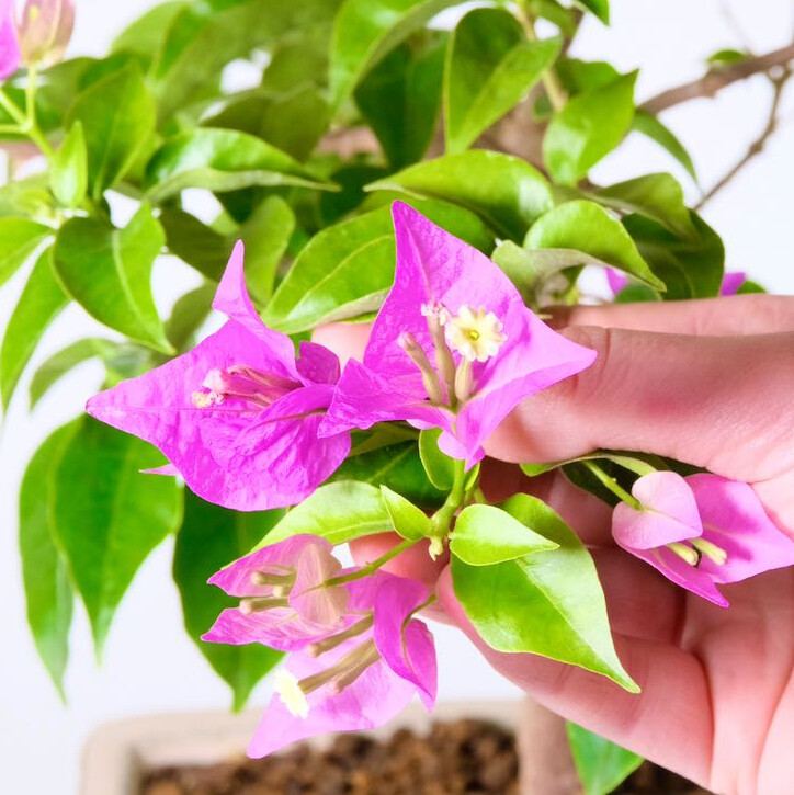 Bougainvillea glabra bonsai tree for sale