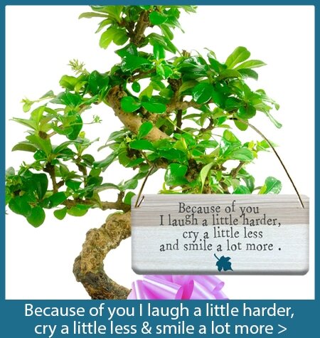 Because of you bonsai tree gifts with special meanings