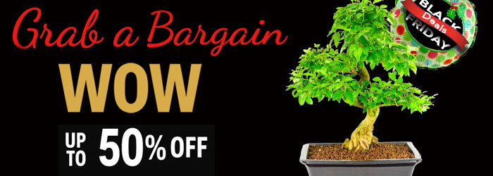Black Friday Bonsai tree sale 2025