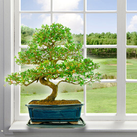 bonsai tree maintenance - Where should I put my bonsai tree? Where do I put my bonsai tree?
