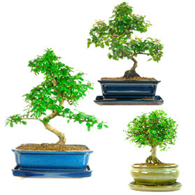 bonsai tree maintenance - which bonsai tree should I choose? Help me choose my bonsai tree