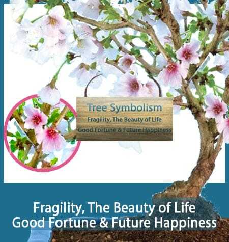 TREE SYMBOLISM
Fragility, The Beauty of Life, Good Fortune & Future Happiness