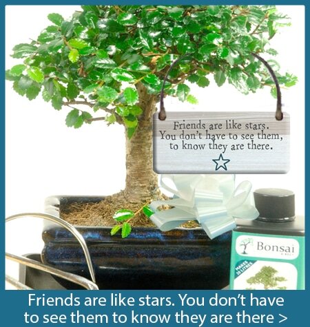 Friends are like stars bonsai tree gifts with special meanings
