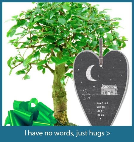 I have no words just hugs bonsai tree gifts with special meanings