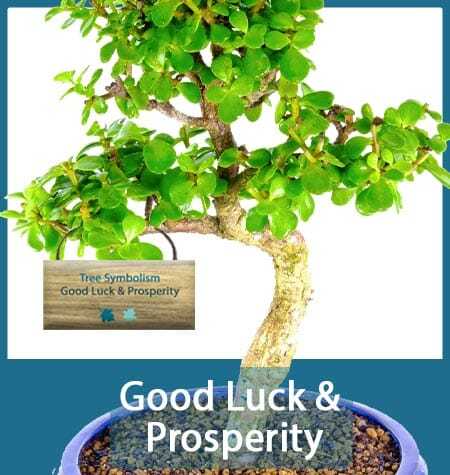 TREE SYMBOLISM
Good Luck & Prosperity