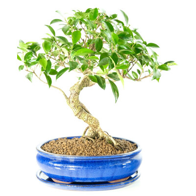 Ficus retusa bonsai tree