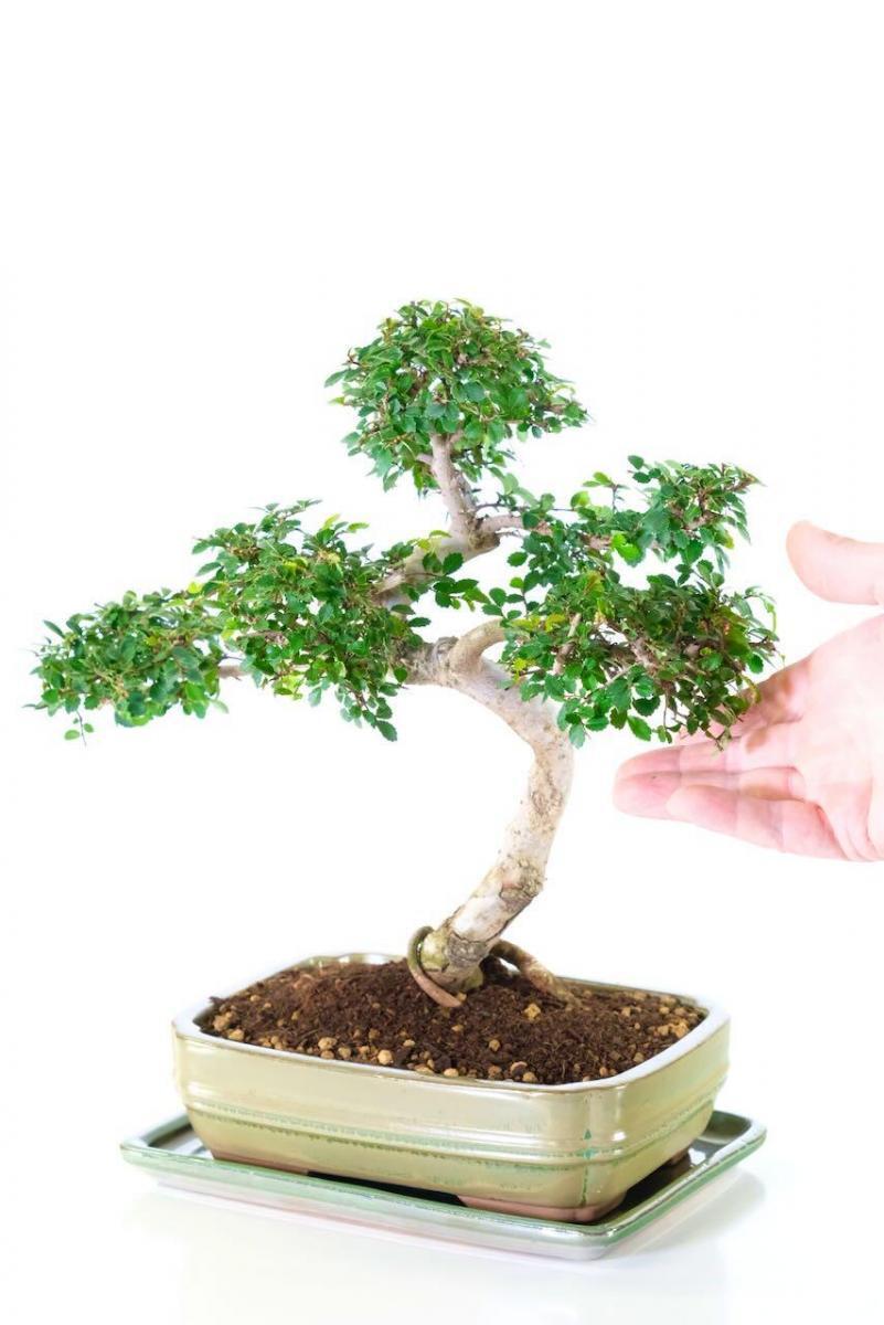 Incredible Chinese Elm Bonsai Tree | Neat, Commanding Presence & Twisting Stature - BLACK FRIDAY BONSAI BARGAIN