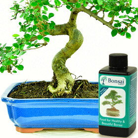 How do I feed my bonsai tree?