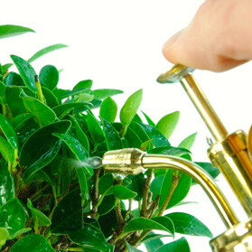 Is there anything else I should know about caring for a bonsai tree?